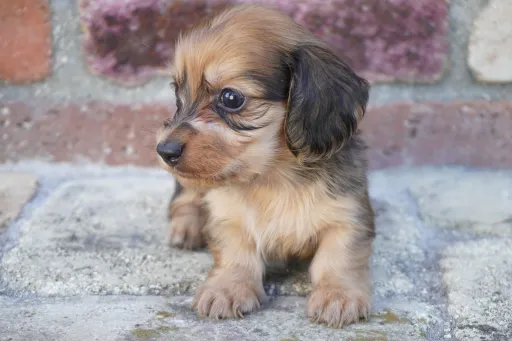 ダックスフンドの子犬販売