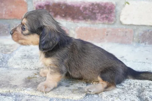 ダックスフンドの子犬販売
