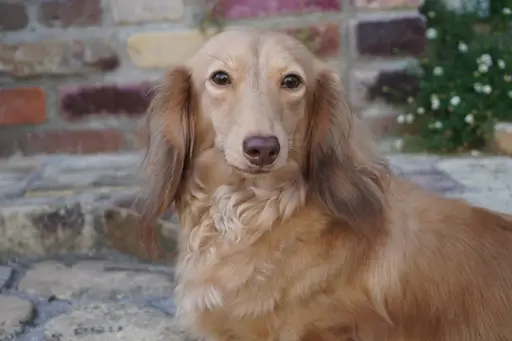 格安犬と里親募集犬の子犬販売