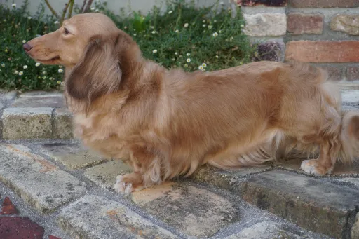 格安犬と里親募集犬の子犬販売