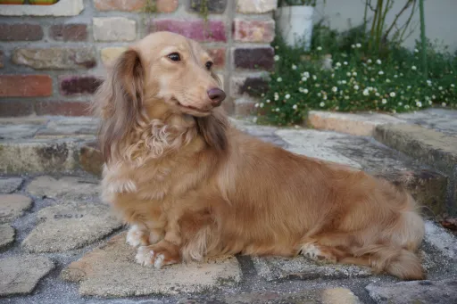 格安犬と里親募集犬の子犬販売