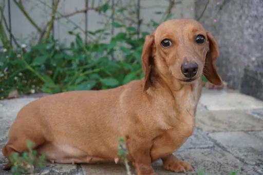 格安犬と里親募集犬の子犬販売
