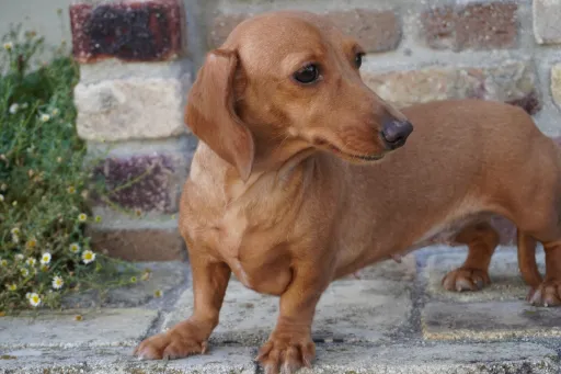格安犬と里親募集犬の子犬販売