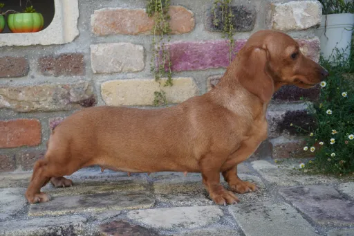 格安犬と里親募集犬の子犬販売