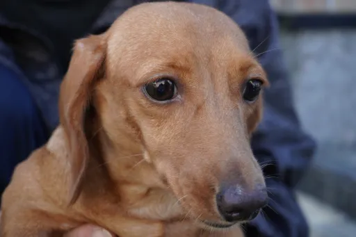 格安犬と里親募集犬の子犬販売