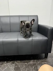 フレンチ・ブルドッグ / ダブルコート(ショートタイプ)