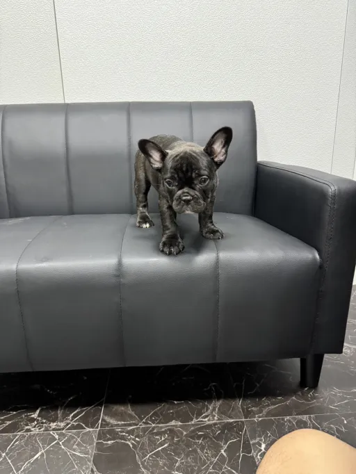 フレンチ・ブルドッグ / ダブルコート(ショートタイプ)のサムネイル画像1