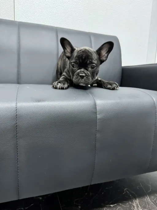 フレンチ・ブルドッグ / ダブルコート(ショートタイプ)のサムネイル画像2