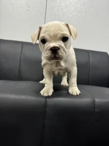 フレンチ・ブルドッグ / ダブルコート(ショートタイプ)