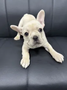 フレンチ・ブルドッグ / ダブルコート(ショートタイプ)