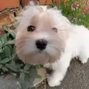 マルチーズ
Maltese-3