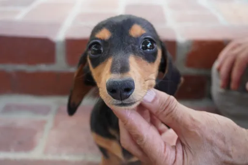 ダックスフンドの子犬販売