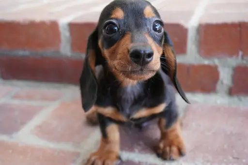 格安犬と里親募集犬の子犬販売