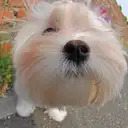 マルチーズ
Maltese-2