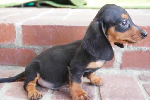 ダックスフンドの子犬販売