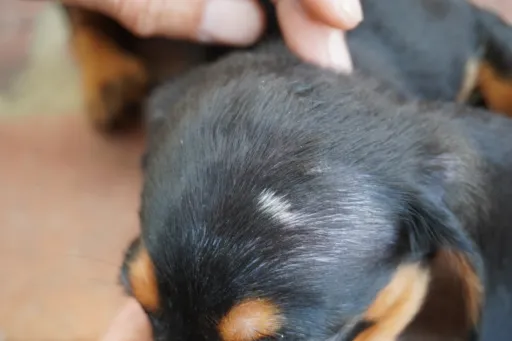 ダックスフンドの子犬販売