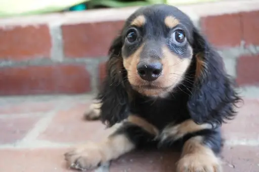 ダックスフンドの子犬販売