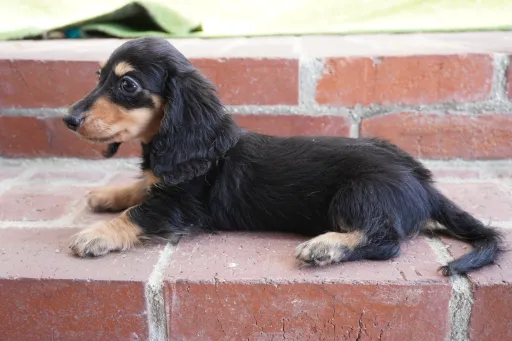 ダックスフンドの子犬販売