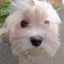 マルチーズ
Maltese-1