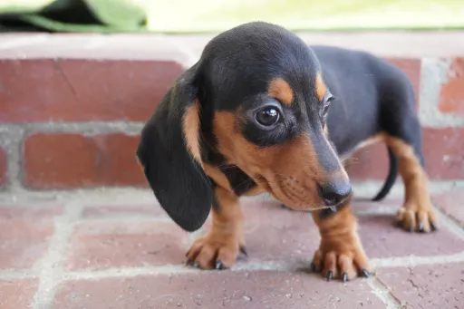 ダックスフンドの子犬販売