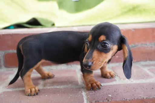 ダックスフンドの子犬販売