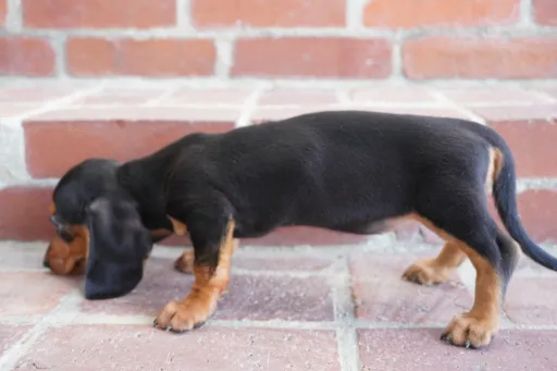 ダックスフンドの子犬販売