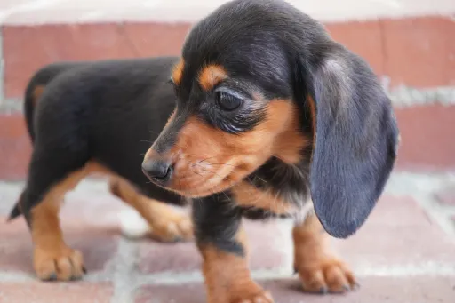 ダックスフンドの子犬販売