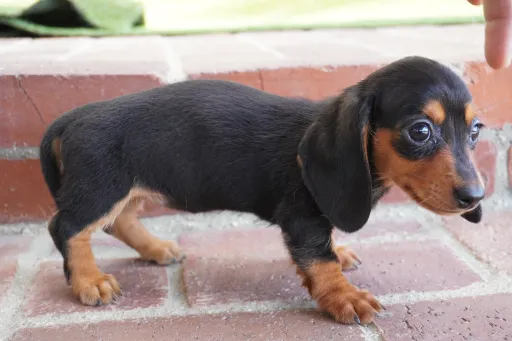 ダックスフンドの子犬販売