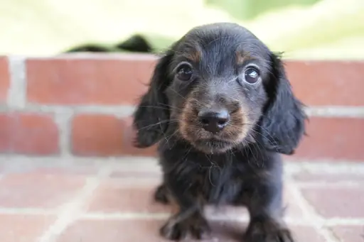 格安犬と里親募集犬の子犬販売
