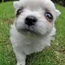 チワワ
Chihuahua-5