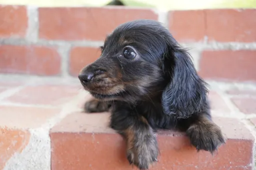 ダックスフンドの子犬販売