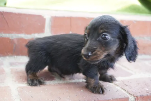 ダックスフンドの子犬販売