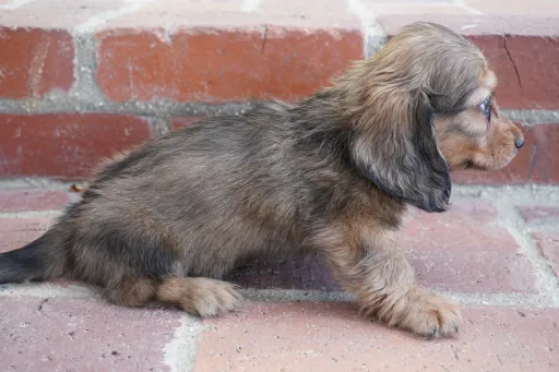 ダックスフンドの子犬販売