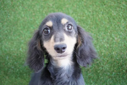 格安犬と里親募集犬の子犬販売