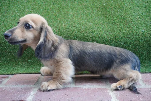 ダックスフンドの子犬販売