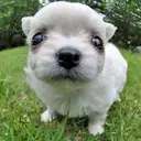 チワワ
Chihuahua-2