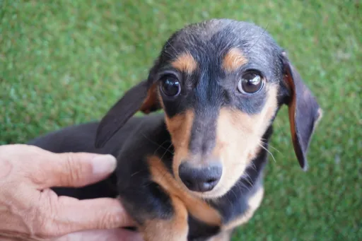 ダックスフンドの子犬販売