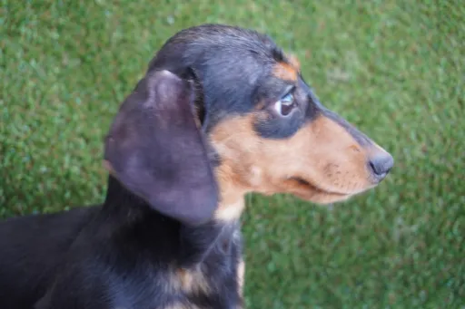 ダックスフンドの子犬販売