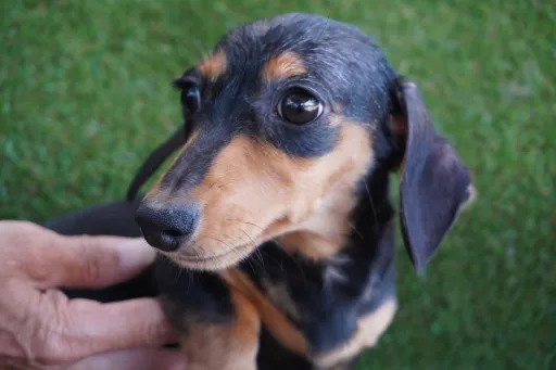 格安犬と里親募集犬の子犬販売