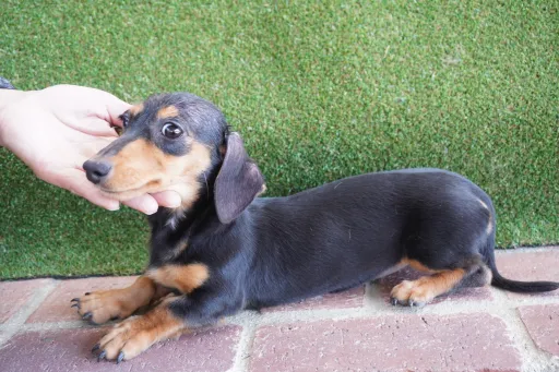 格安犬と里親募集犬の子犬販売
