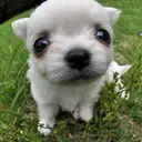 チワワ
Chihuahua-1