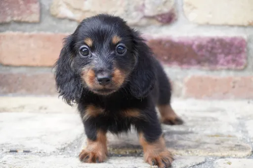 ダックスフンドの子犬販売