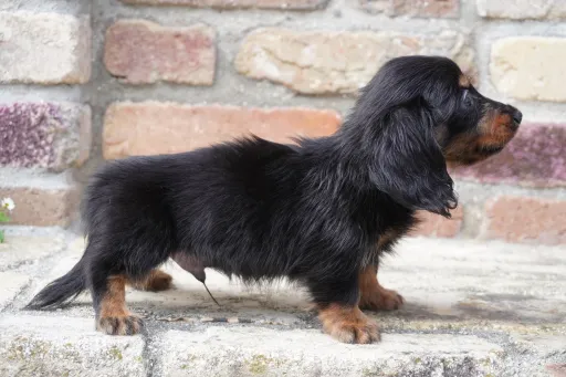 ダックスフンドの子犬販売
