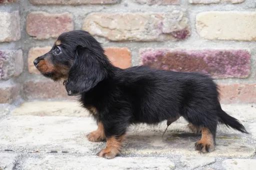 ダックスフンドの子犬販売