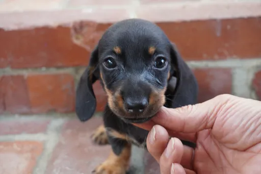 ダックスフンドの子犬販売