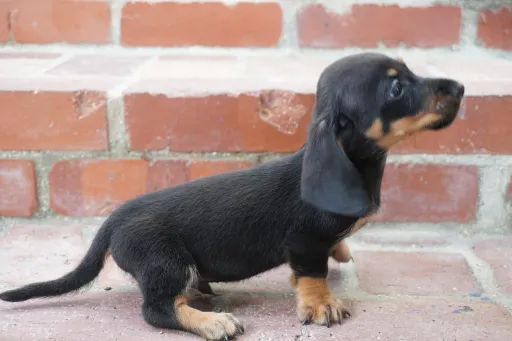 ダックスフンドの子犬販売