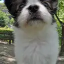 パピヨン
Papillon-4