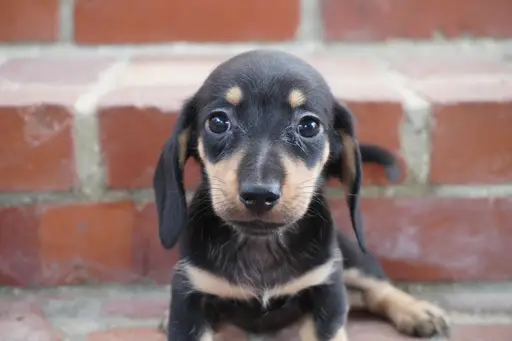 ダックスフンドの子犬販売