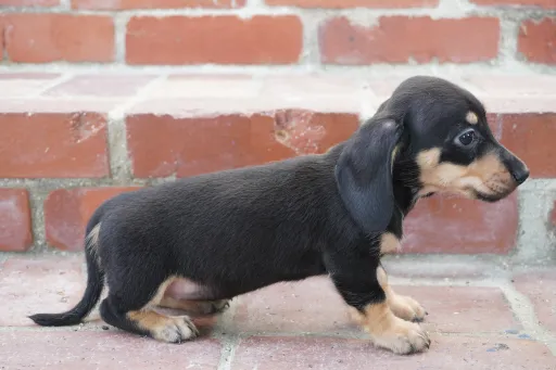 ダックスフンドの子犬販売