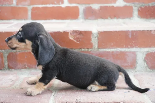 ダックスフンドの子犬販売